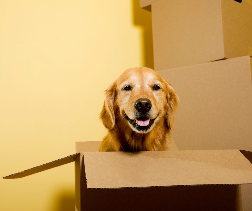 Moving Happy Golden Retriever dog in cardboard box