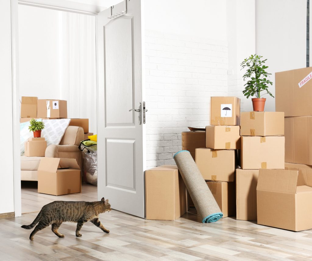 Packed Boxes for Moving with A Cat