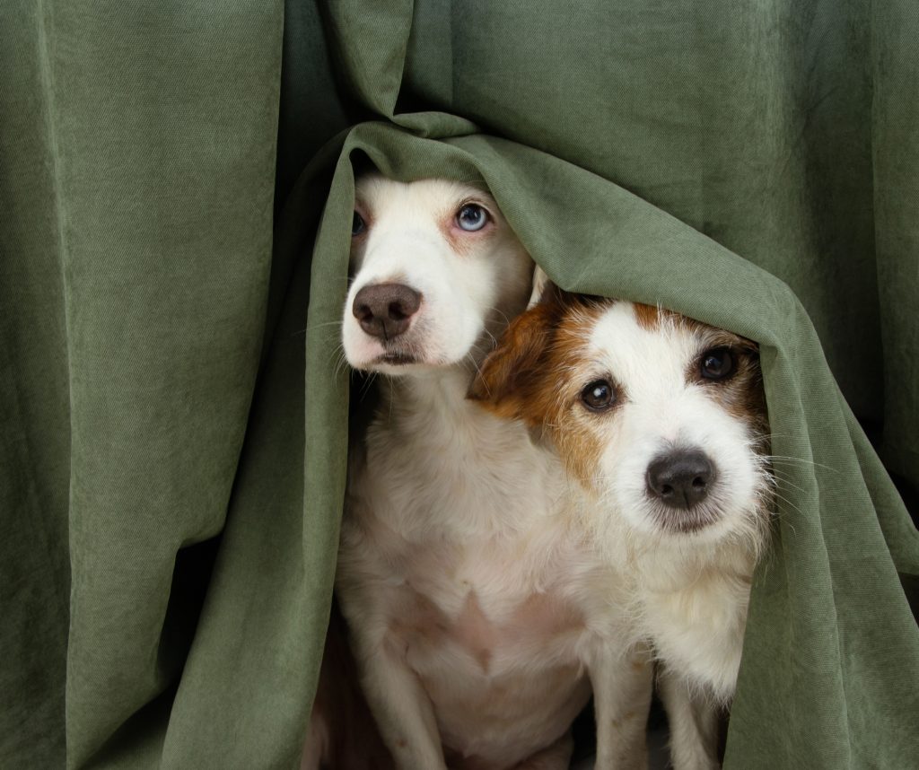 Scared or afraid dog puppy hides below a curtain